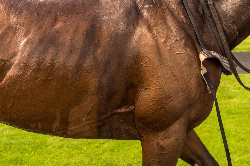 Betting Odds Explained