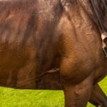 Betting Odds Explained