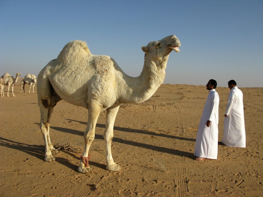 Saudi Pro League Strategies
