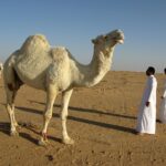 Saudi Pro League Strategies